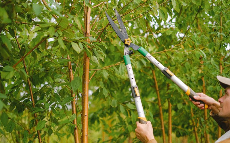 Tree trimming in Porterfield, WI