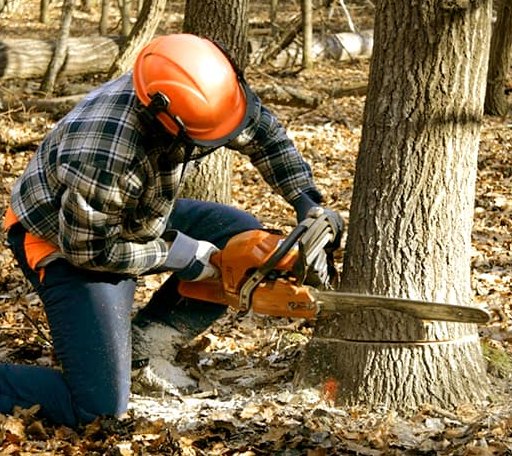 Tree Removal in Porterfield, WI